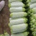 【全国发货】精品西葫芦，现摘现发，保质保量量大从优