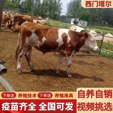 西门塔尔牛公牛大牛成年养殖场一手货源价格优惠包技术指导