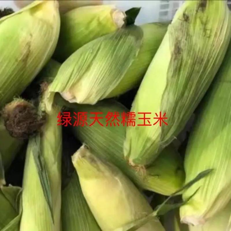 《热卖中》精品真空甜糯玉米黑糯玉米黄糯玉米，产地供直