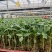山东潍坊圣女果苗大量上市价格优惠品质保证货源充足
