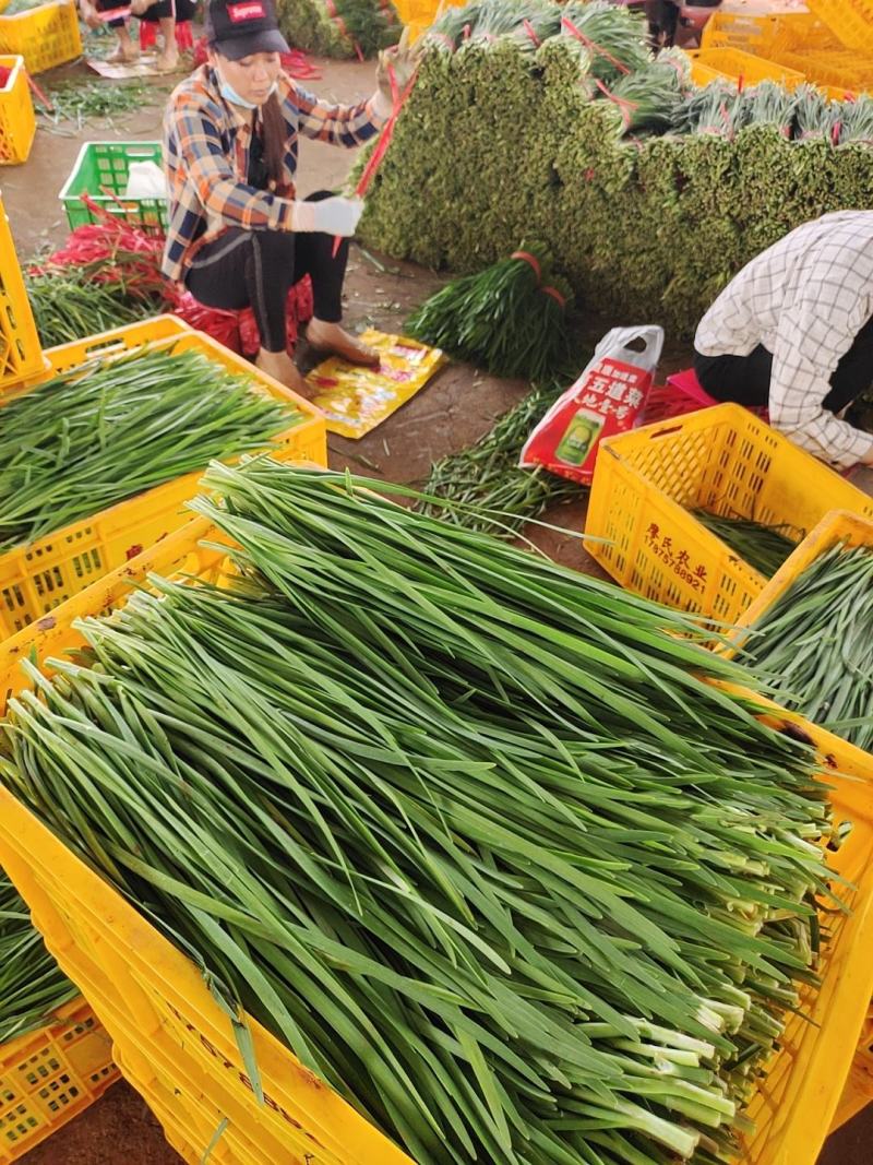 广东大叶韭菜货源稳定长期供应精品韭菜质量保证