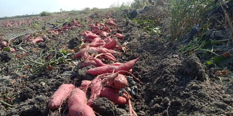 【推荐】新疆乌鲁木齐西瓜红红薯大量供应新鲜采挖量大从优
