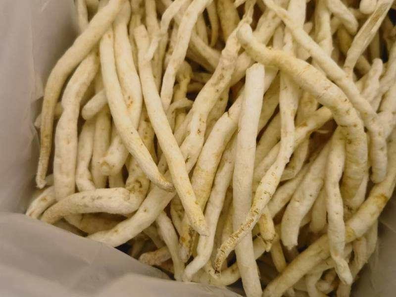 四川精品川明参，南沙参药用价值高价格优惠可大量供货欢迎咨询