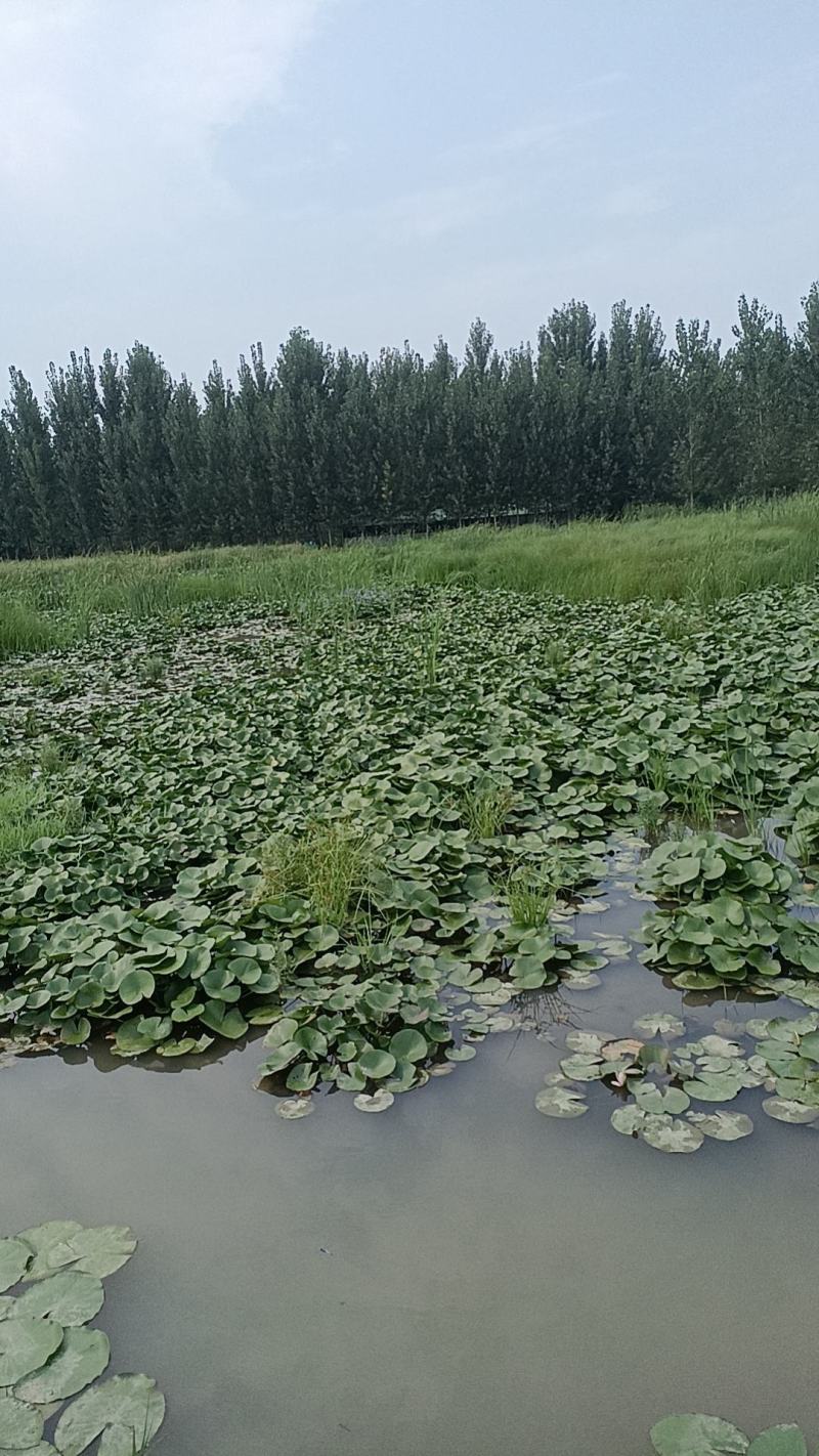 山东观赏睡莲基地直发品质保证量大从优欢迎联系，成活率高