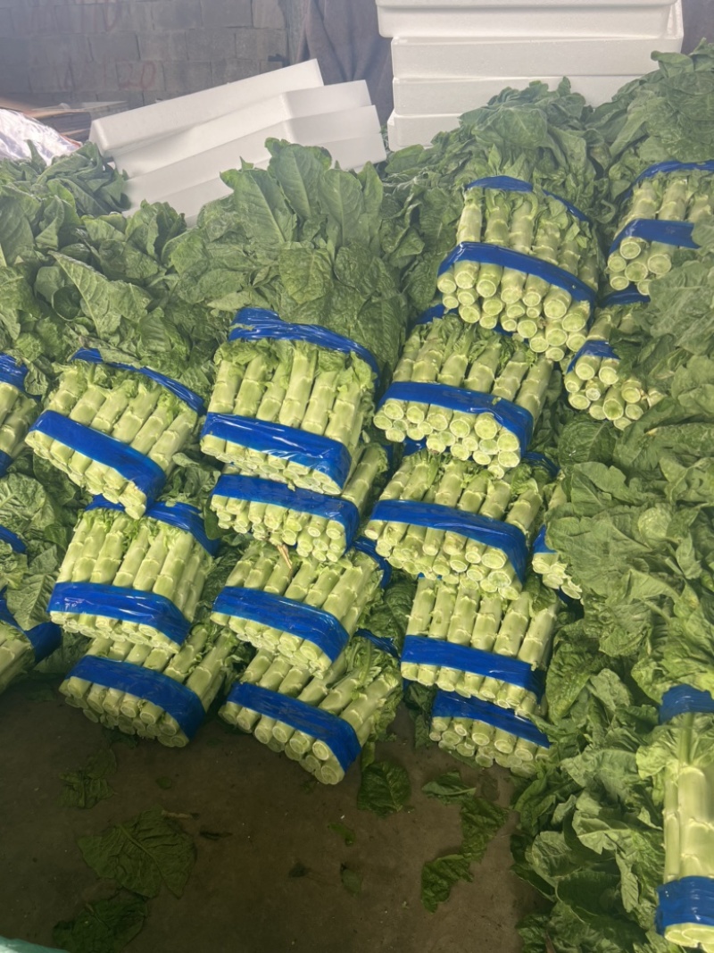 三青皮莴笋精品莴笋大量供应青皮青肉无节骨无空心一手货源