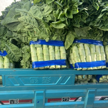 三青皮莴笋精品莴笋大量供应青皮青肉无节骨无空心一手货源