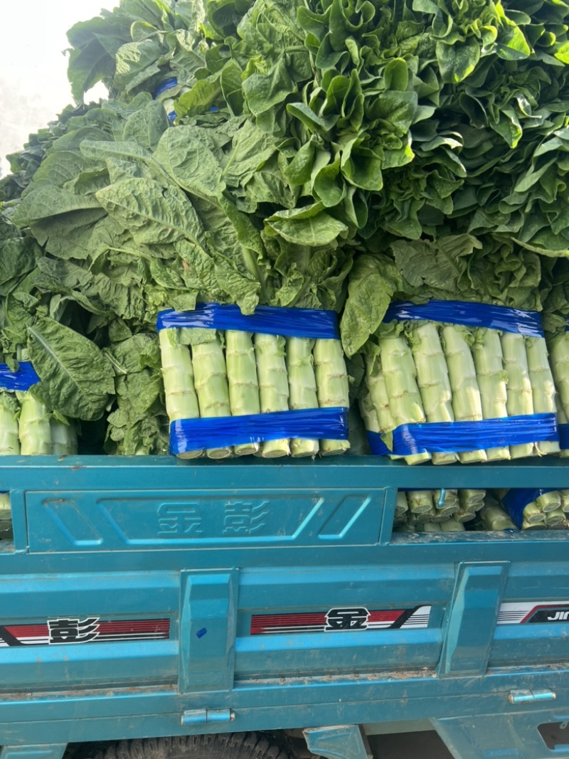 三青皮莴笋精品莴笋大量供应青皮青肉无节骨无空心一手货源