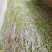 云南勐库源头厂家有自己的茶山和老茶树主要经营精品藤条茶