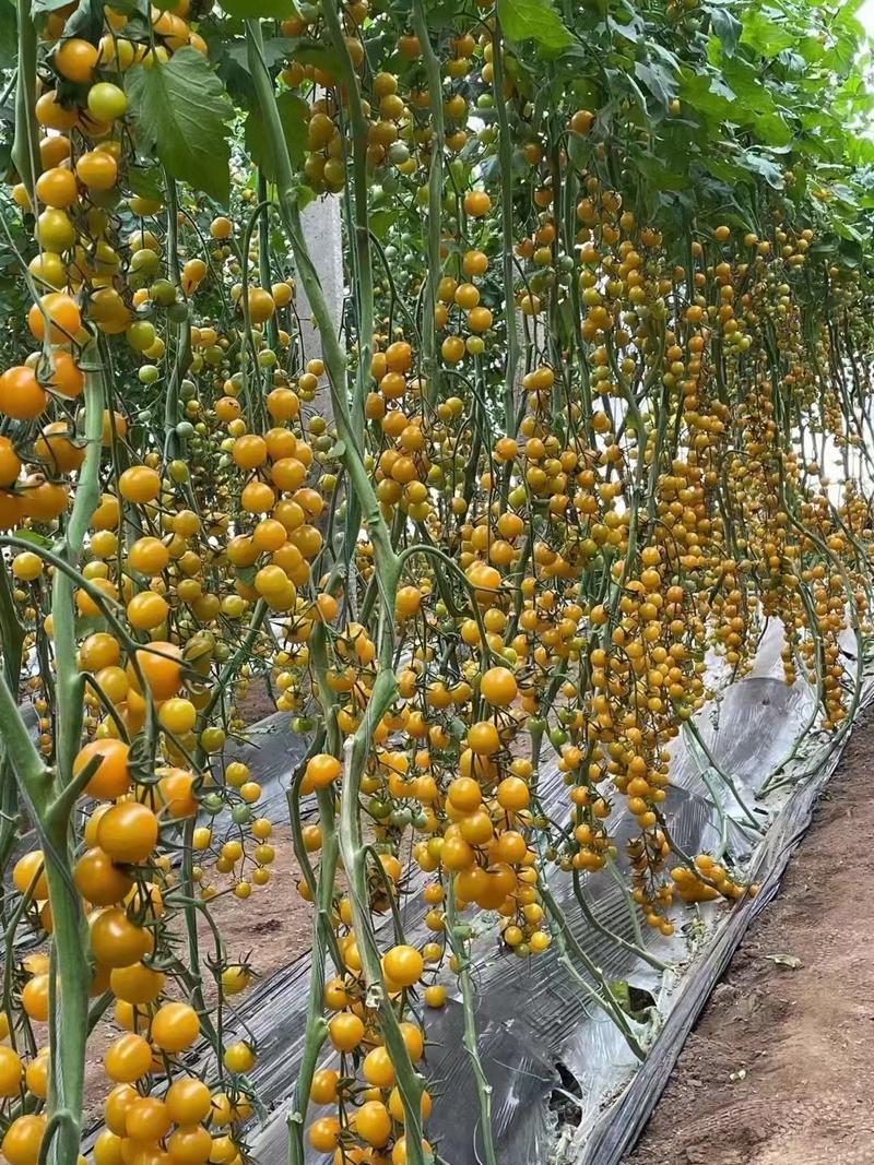 黄色圣女果苗圆球型小西红柿苗超甜产量高抗病性强适合采摘园