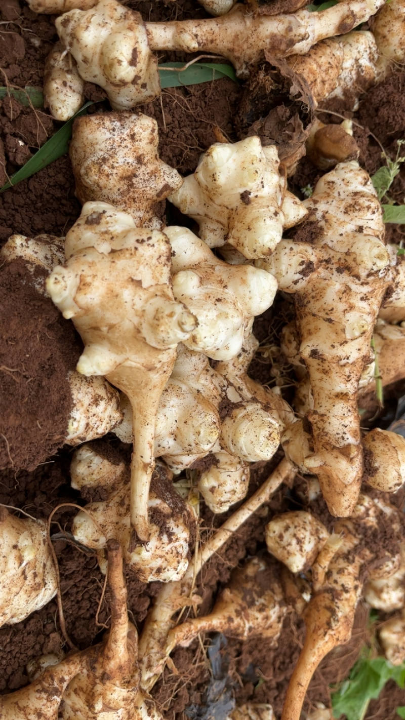 新鲜洋姜全国*早