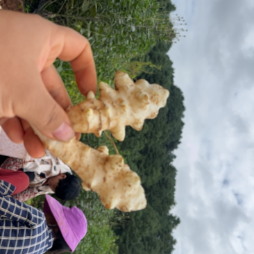 新鲜洋姜全国*早