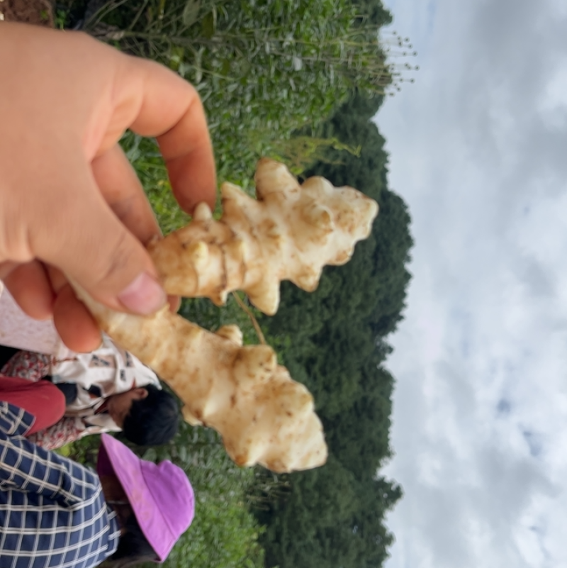 新鲜洋姜全国*早