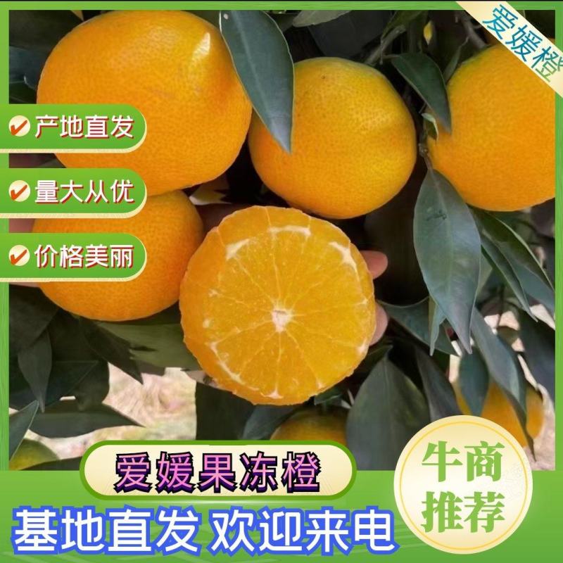 【牛】爱媛果冻橙大量供应产地直发价格美丽量大从优欢迎来电