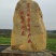 福建芋头种子韶关芋头种子