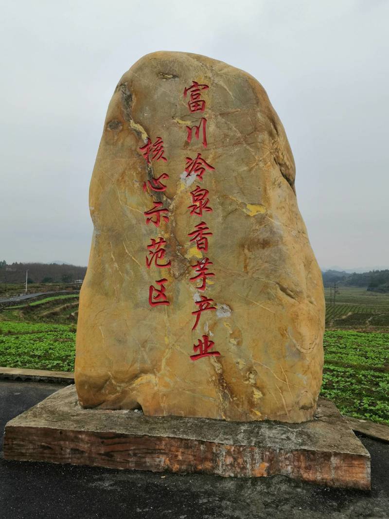福建芋头种子韶关芋头种子
