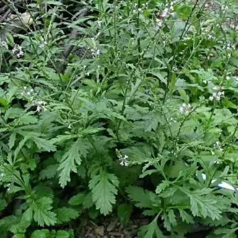 中药材马鞭草野生铁马鞭马边草马鞭草中草药新货农家自采