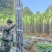 广西黑皮甘蔗上市中货量大可以打捆现场看货订货品相好