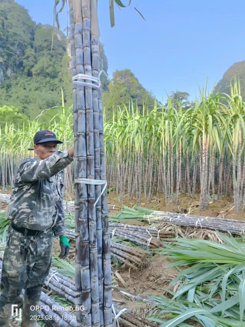 广西黑皮甘蔗上市中货量大可以打捆现场看货订货品相好