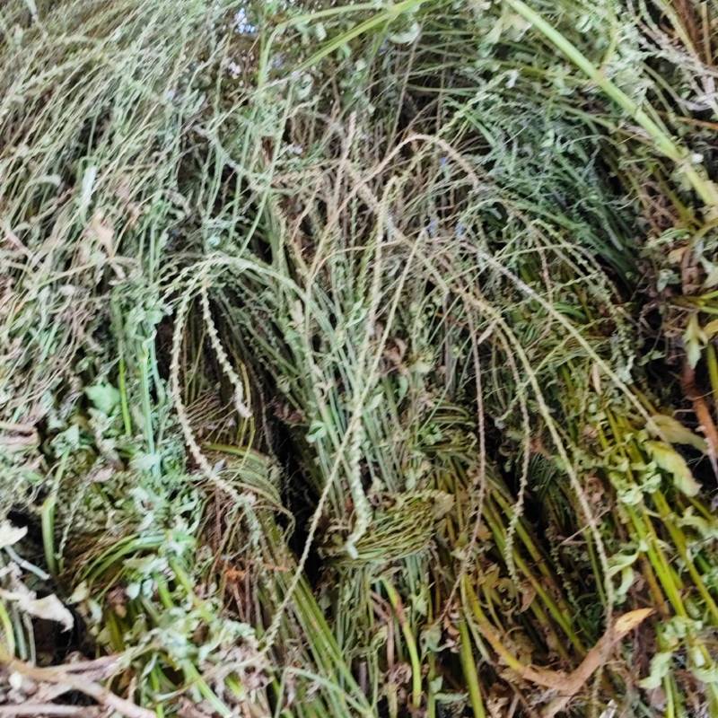 中药材马鞭草野生铁马鞭马边草马鞭草中草药新货农家自采