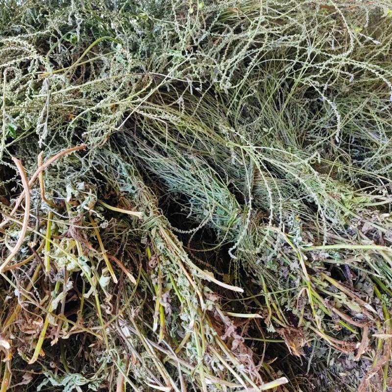 中药材马鞭草野生铁马鞭马边草马鞭草中草药新货农家自采