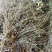 中药材马鞭草野生铁马鞭马边草马鞭草中草药新货农家自采