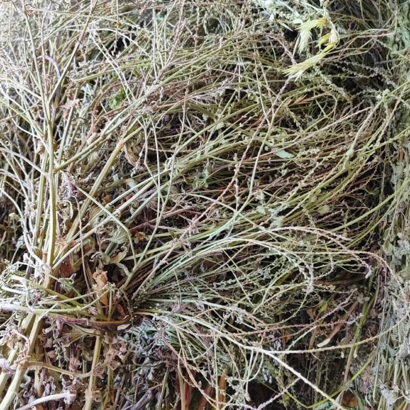 中药材马鞭草野生铁马鞭马边草马鞭草中草药新货农家自采