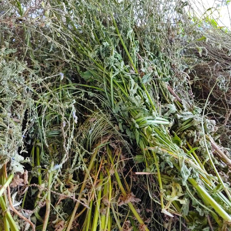中药材马鞭草野生铁马鞭马边草马鞭草中草药新货农家自采