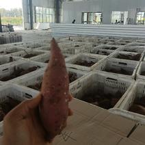 渠首红红薯商薯19，西瓜红，济薯26