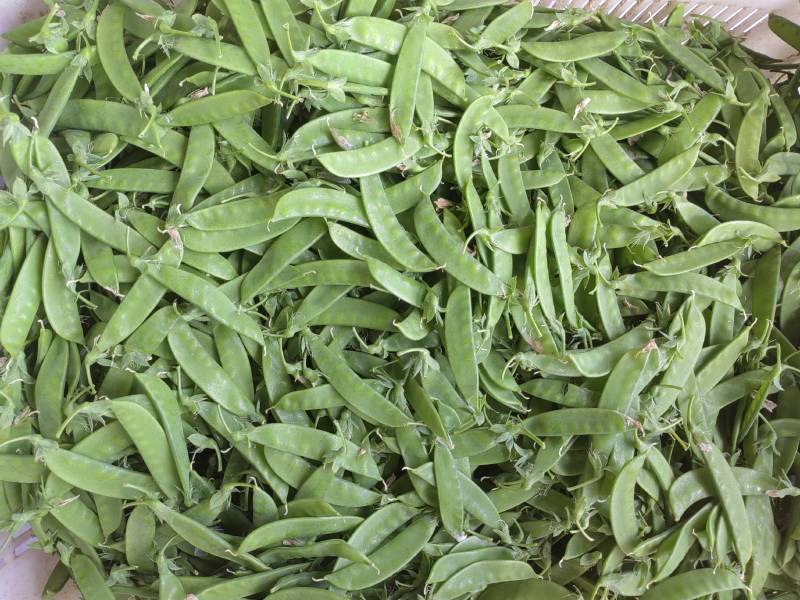 粉花荷兰豆