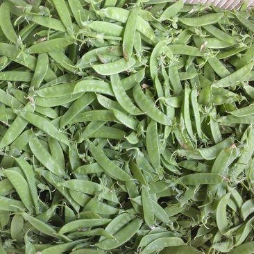 粉花荷兰豆