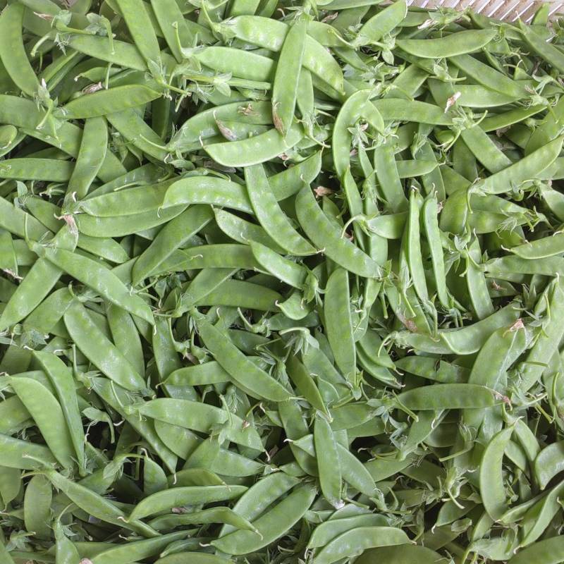 粉花荷兰豆