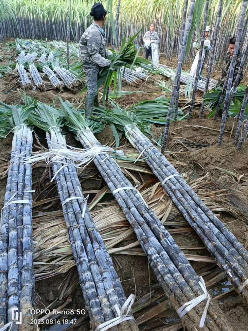 精品广西黑皮甘蔗质量好节长脆甜汁多一手货源诚信经营
