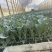 【优选商家】云南西兰花苗品质保证诚信经营欢迎选购