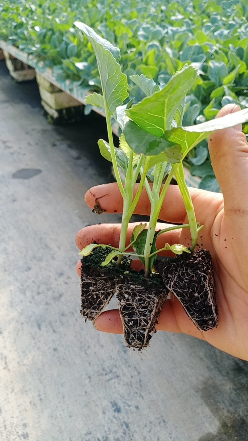 云南玉溪花椰菜苗，欢迎选购一手资源产地直发