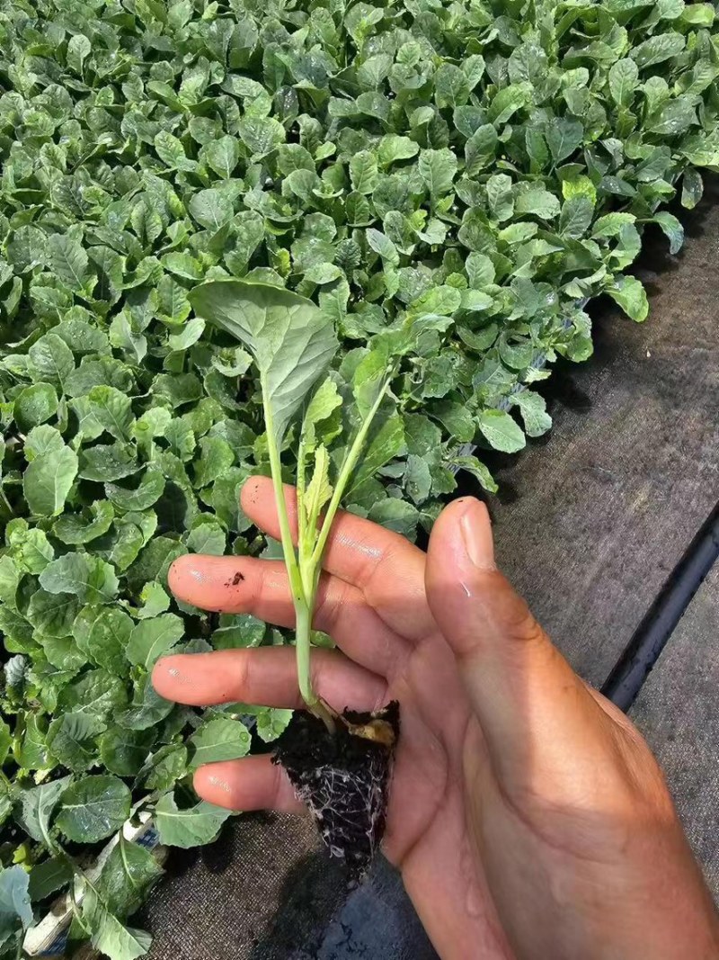 云南玉溪花椰菜苗，欢迎选购一手资源产地直发