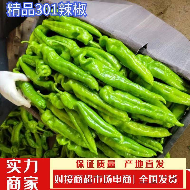 精品301辣椒泡椒，电商货市场货大量接单实力代收代发
