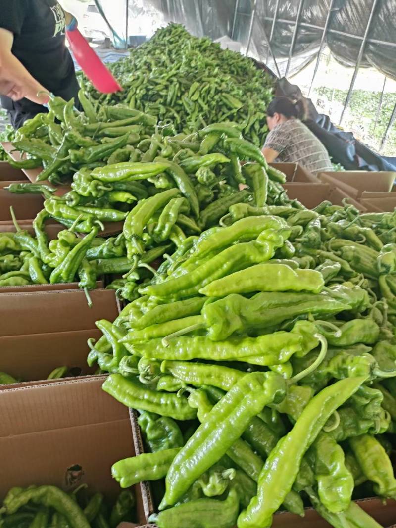 精品301辣椒泡椒，电商货市场货大量接单实力代收代发
