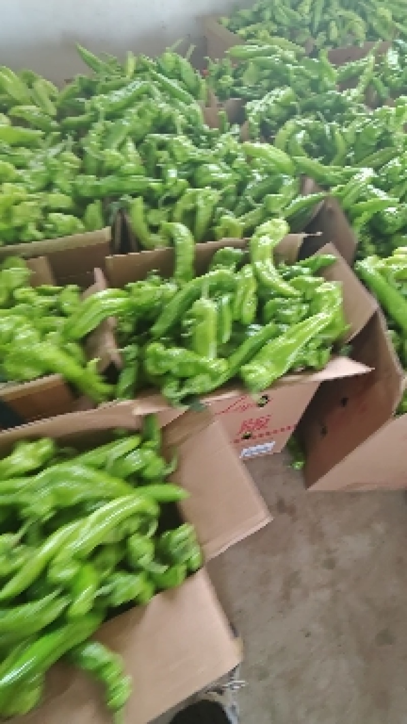 精品301辣椒泡椒，电商货市场货大量接单实力代收代发