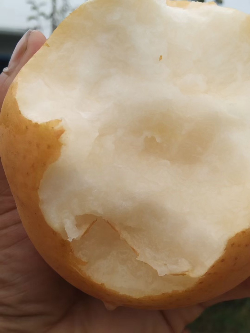 晚秋梨6两起步，糖度高
