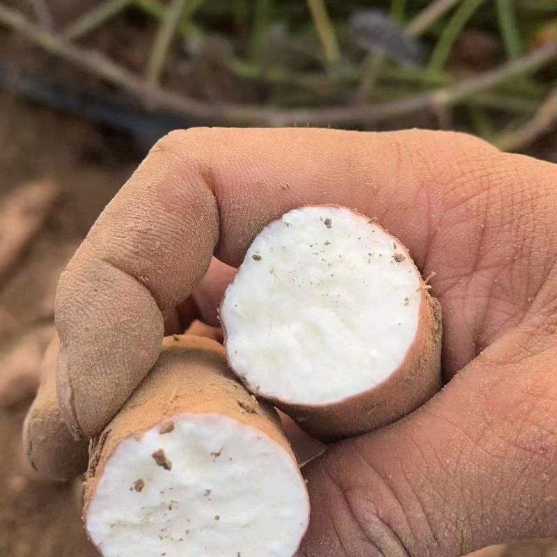 【白心红薯】哈密红薯河南开封产地直供以质论价欢迎电联