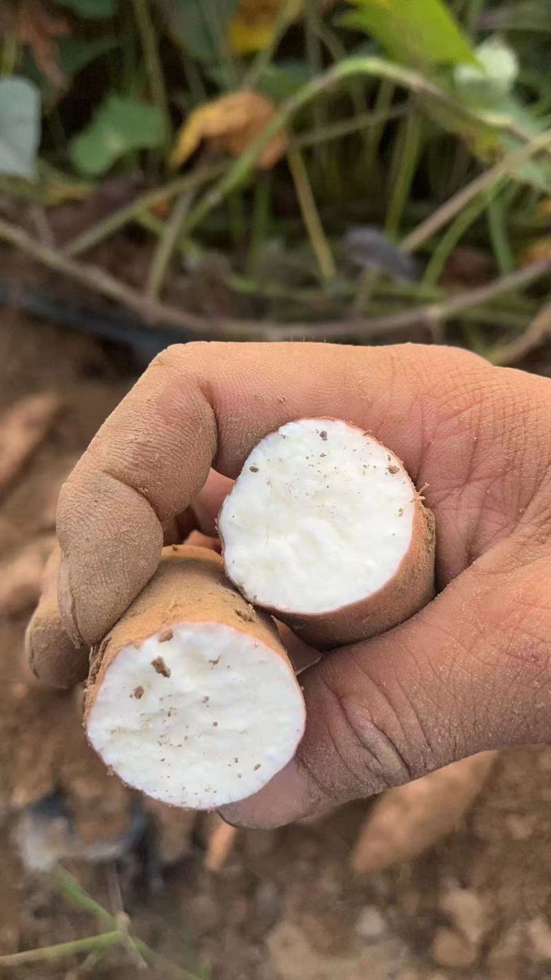 【白心红薯】哈密红薯河南开封产地直供以质论价欢迎电联