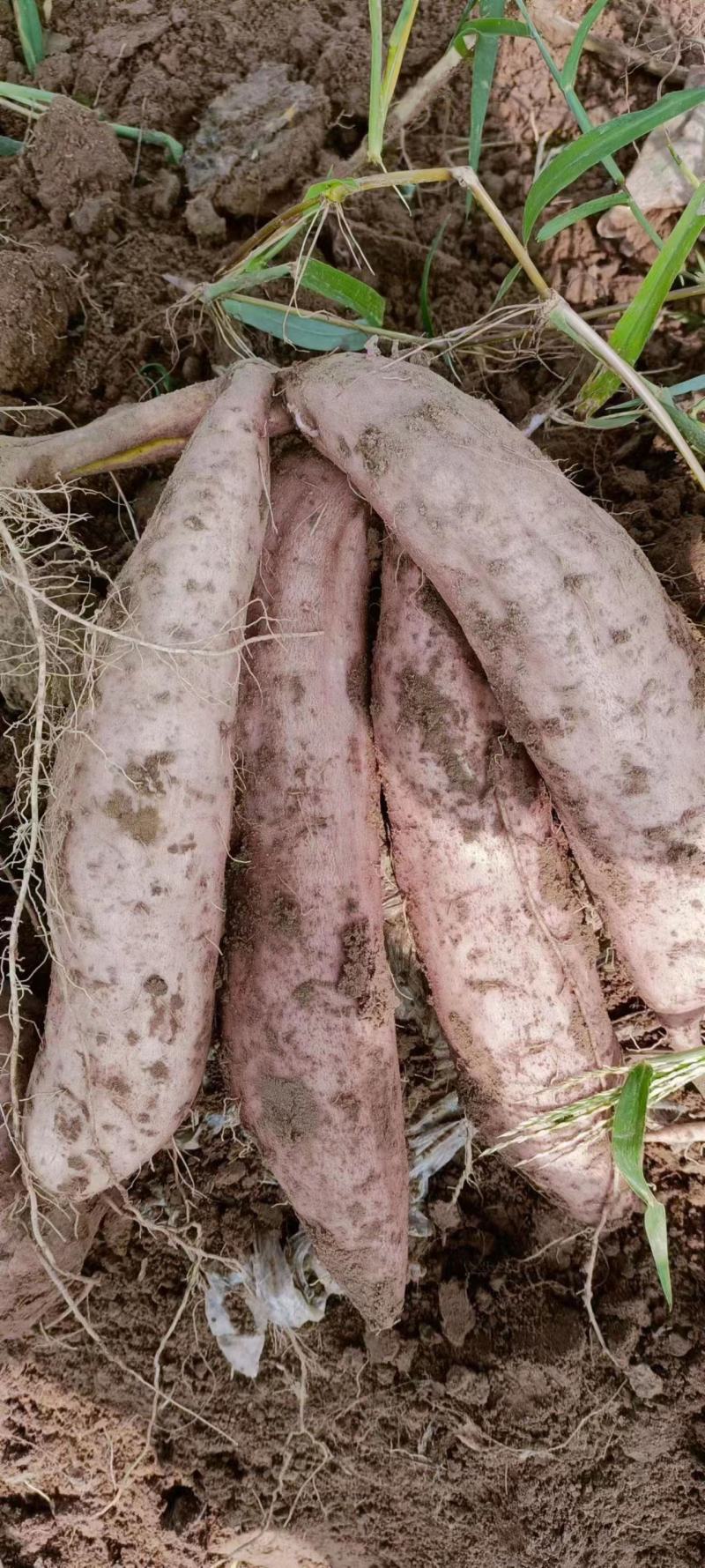 【白心红薯】哈密红薯河南开封产地直供以质论价欢迎电联