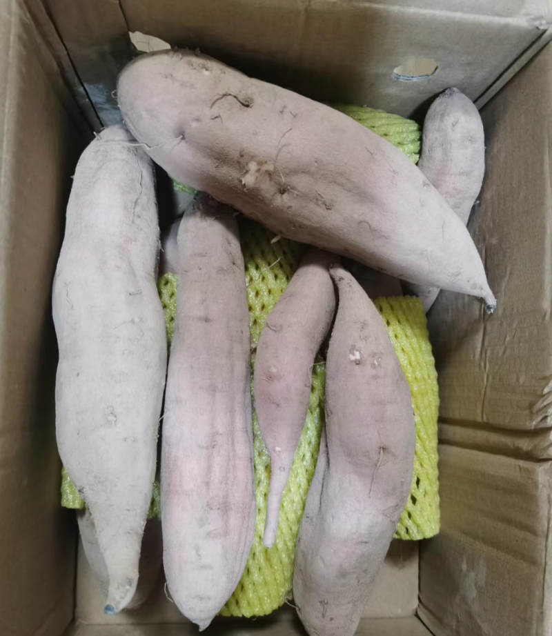 【白心红薯】哈密红薯河南开封产地直供以质论价欢迎电联
