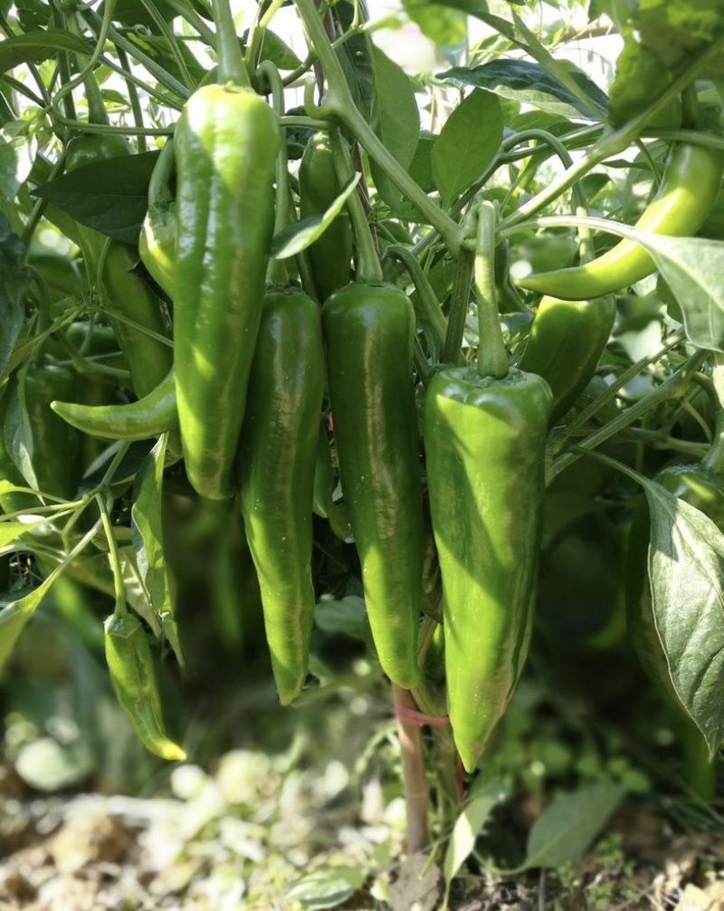 青皮尖椒陕西产地一手货源批发30年代办经验采购放心