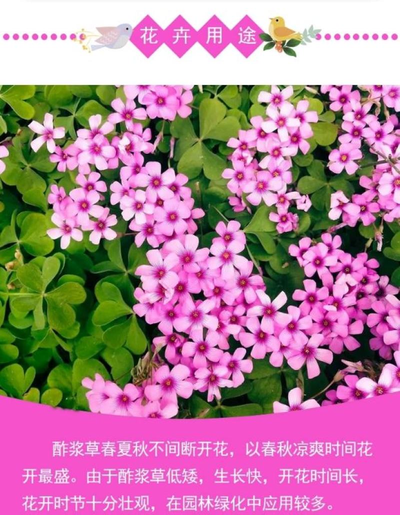 红花酢浆草种球幸运草阳台庭院花卉植物耐寒四季花苗易活好养