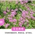 红花酢浆草种球幸运草阳台庭院花卉植物耐寒四季花苗易活好养