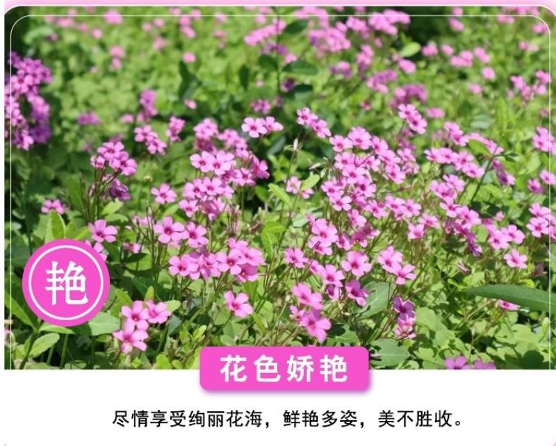 红花酢浆草种球幸运草阳台庭院花卉植物耐寒四季花苗易活好养