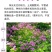 红花酢浆草种球幸运草阳台庭院花卉植物耐寒四季花苗易活好养