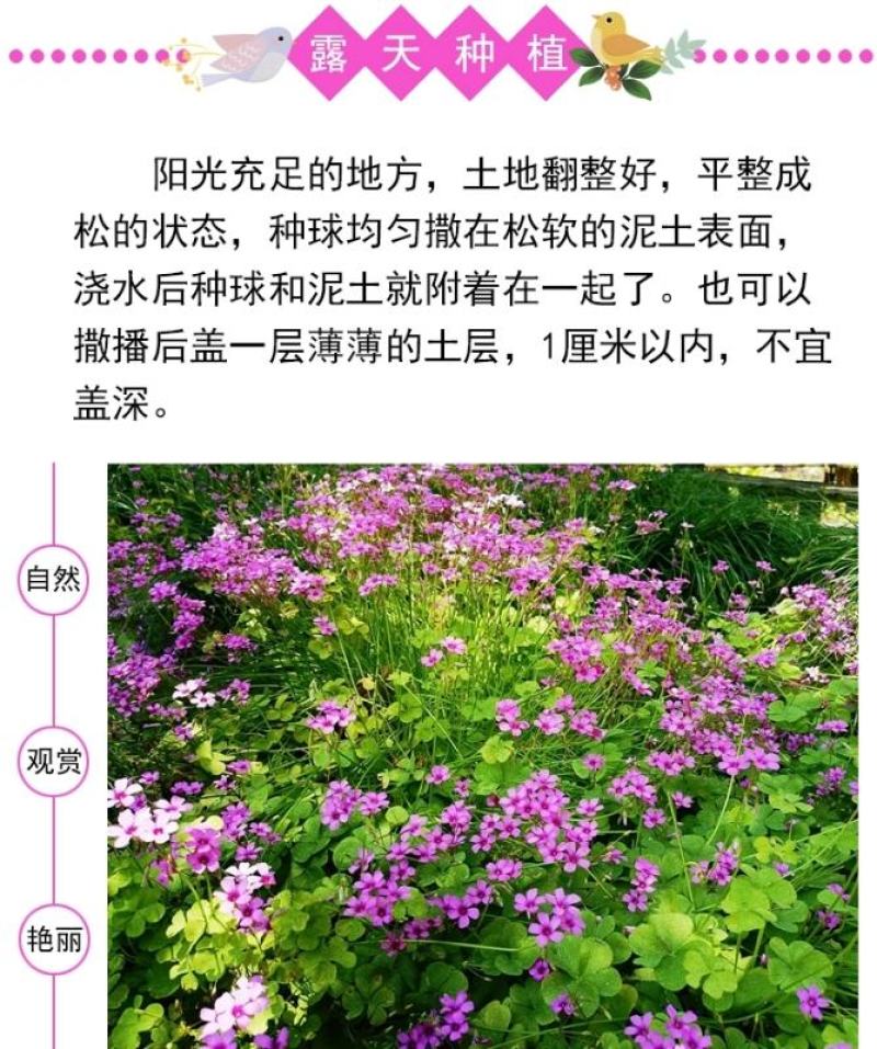 红花酢浆草种球幸运草阳台庭院花卉植物耐寒四季花苗易活好养