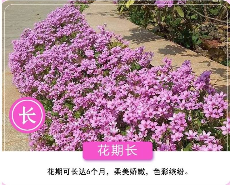 红花酢浆草种球幸运草阳台庭院花卉植物耐寒四季花苗易活好养